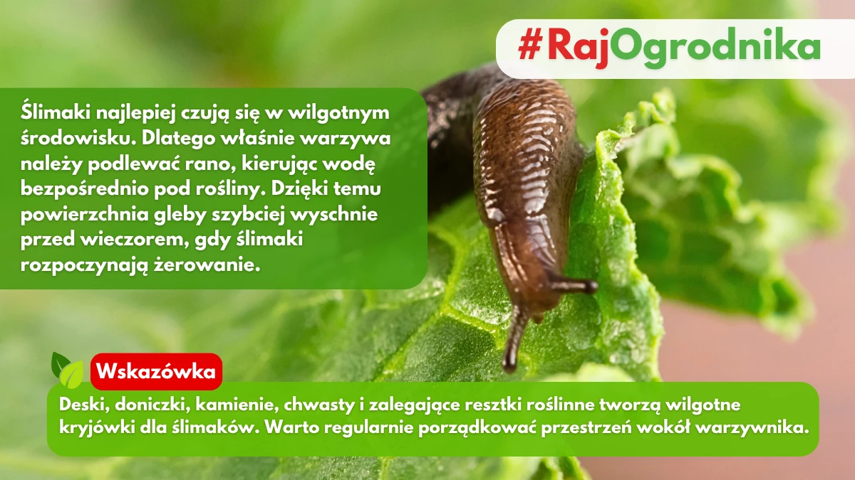 Naturalne kryjówki ślimaków w ogrodzie blog sklep rajogrodnika